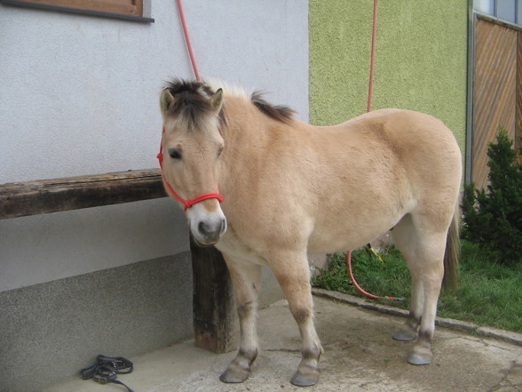 camargue Pferdal :-) - 