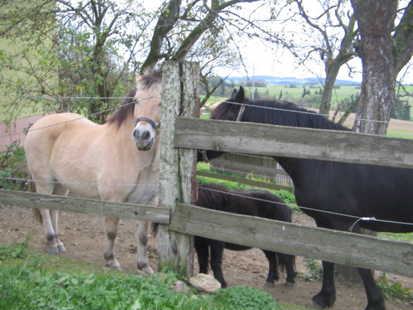 camargue Pferdal :-) - 