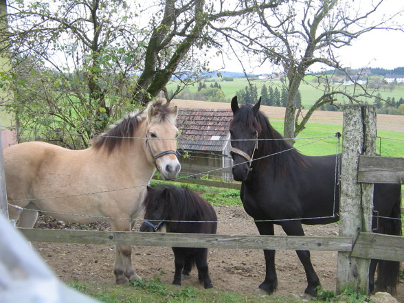 camargue Pferdal :-) - 