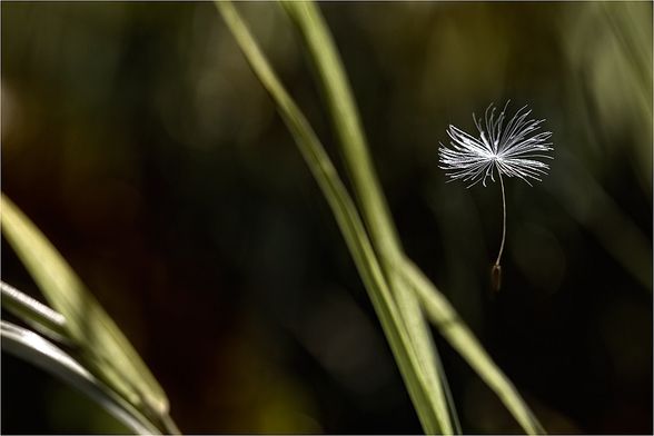 Landscape, Flora, Fauna & Stilllife - 