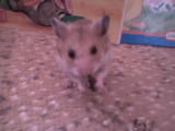 hamster - 