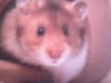 hamster - 