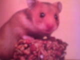 hamster - 