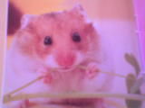 hamster - 