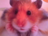 hamster - 