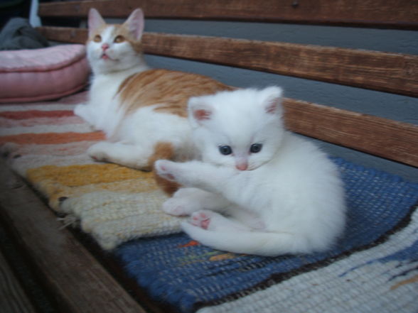 katzenbabys von paula - 