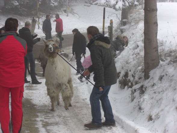 Lammatrekking am 29.11.08 - 