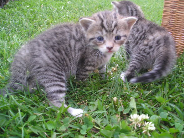 Katzen Babys  - 