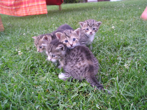 Katzen Babys  - 