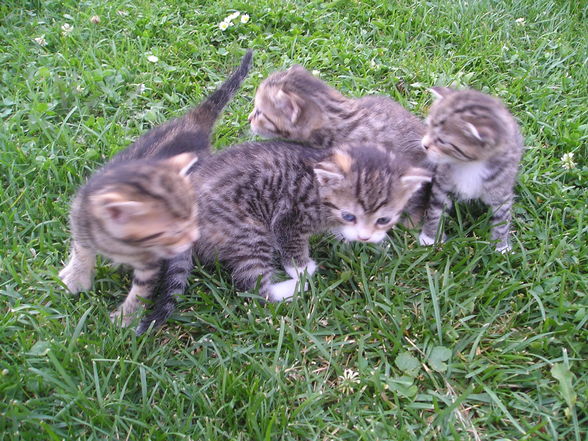 Katzen Babys  - 