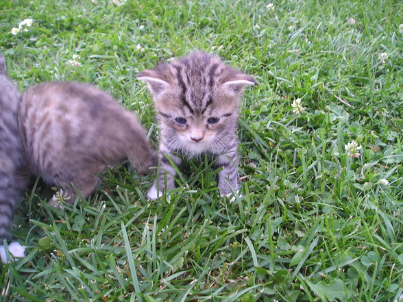 Katzen Babys  - 