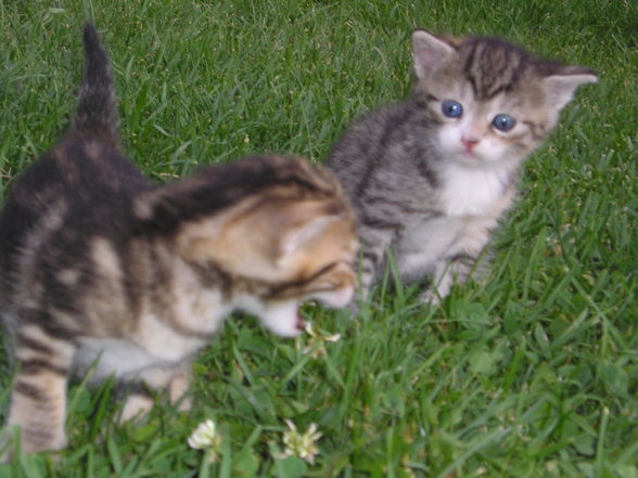 Katzen Babys  - 