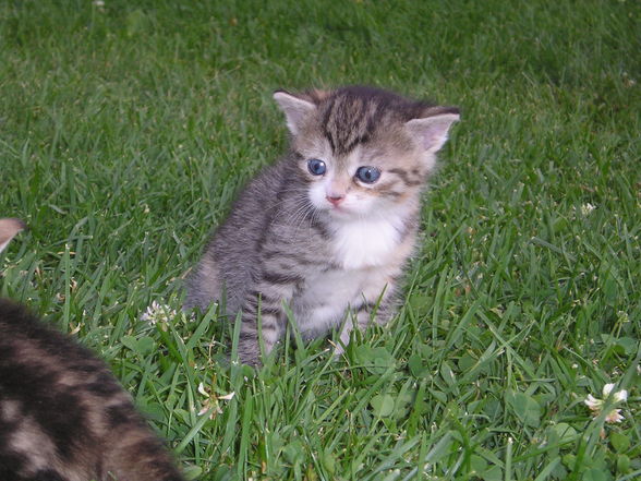 Katzen Babys  - 