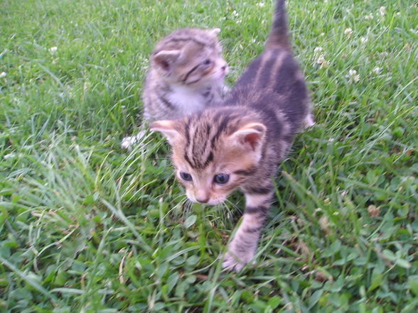 Katzen Babys  - 