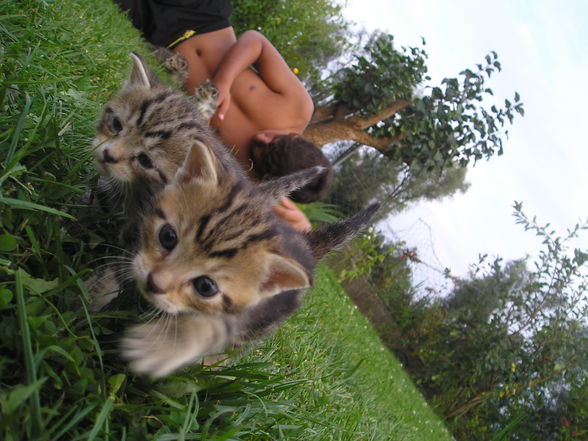 Katzen Babys  - 