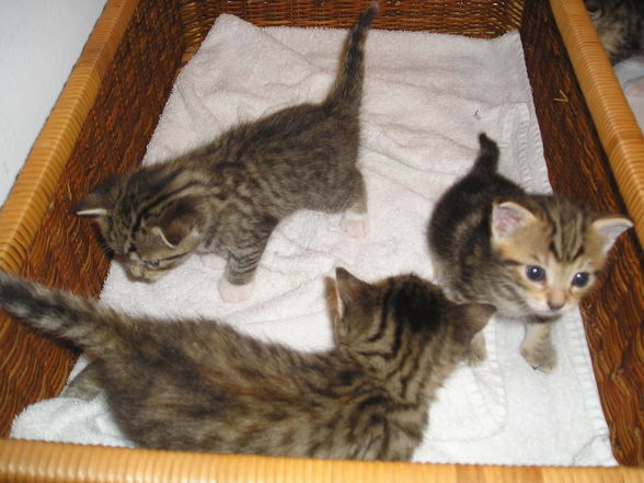 Katzen Babys  - 