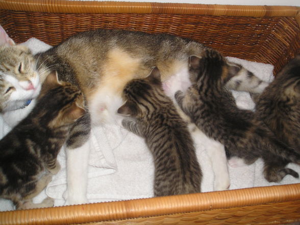 Katzen Babys  - 