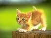 sweety cats - 