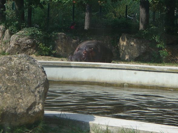 Wien - Schönbrunn - 