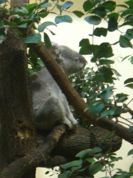 Wien - Schönbrunn - 