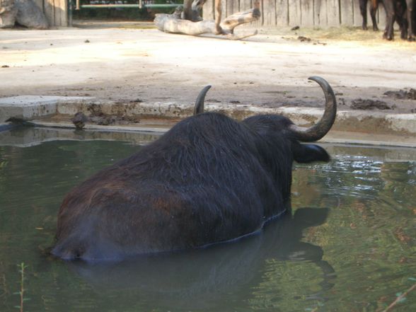 Wien - Schönbrunn - 