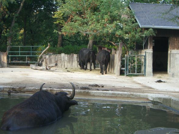 Wien - Schönbrunn - 