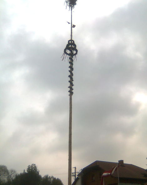 Maibaum 09 - 