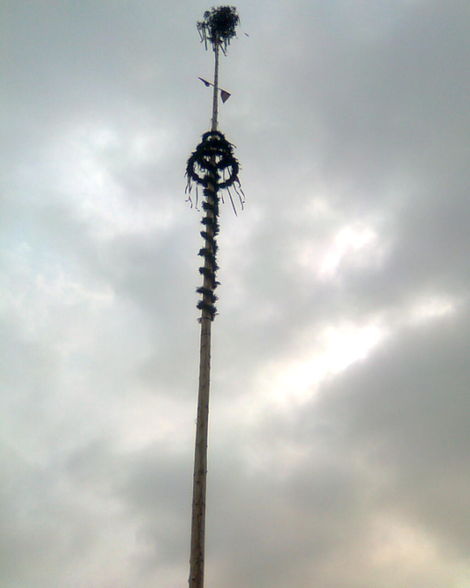 Maibaum 09 - 