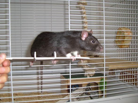 Meine Ratten - 