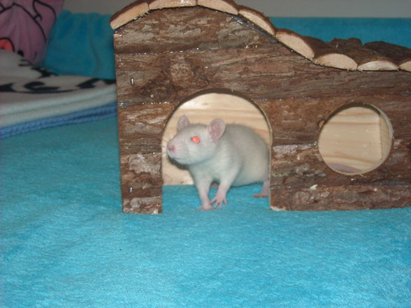 Meine Ratten - 