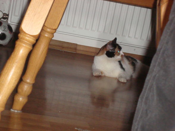 meine  katze=) - 