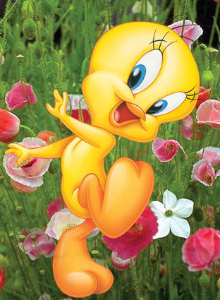 Tweety - 