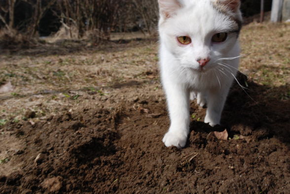 meine Katzen - 