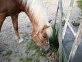 my horses - 