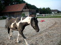 my horses - 