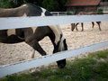 my horses - 