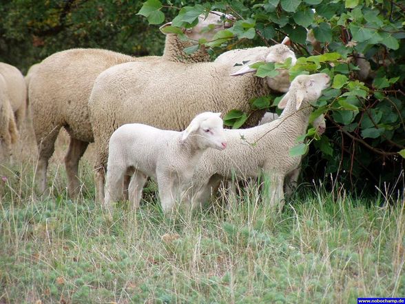 SüSsE TiErBaByS - 