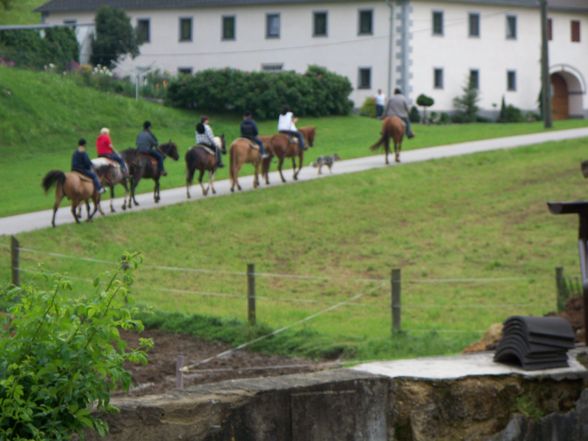 meine leidenschaft hunde,pferde...tiere. - 