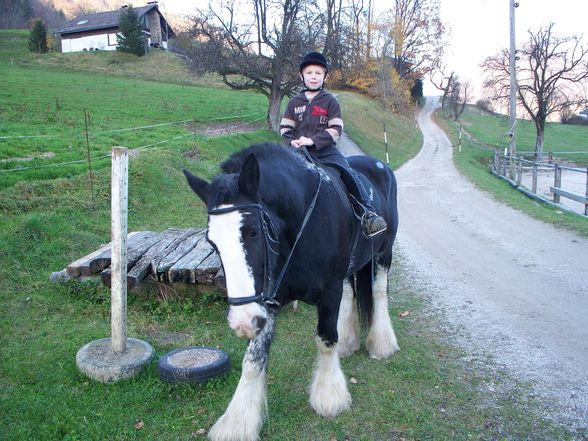 meine leidenschaft hunde,pferde...tiere. - 