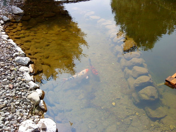 fische im teich - 