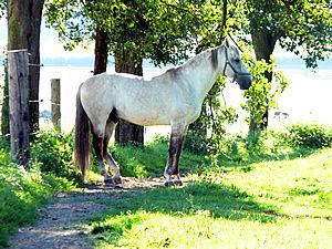 Reitverein Freinhof - 