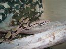 Meine boa constrictor imperator - 