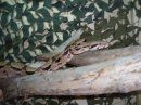 Meine boa constrictor imperator - 