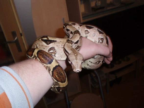 Meine boa constrictor imperator - 