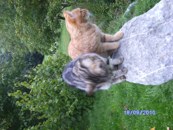 Katzen und Hasen - 