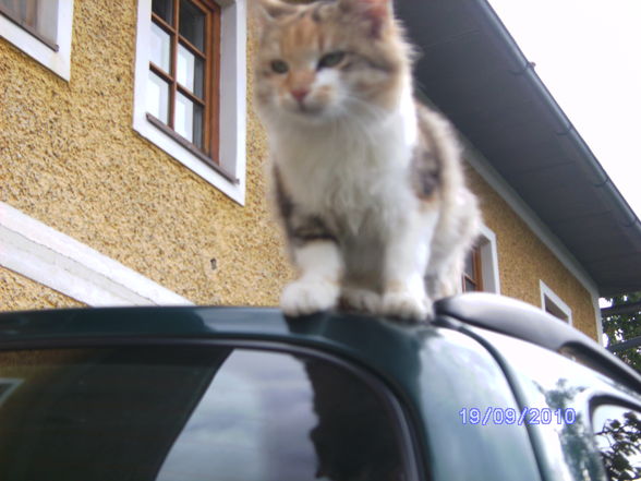 Katzen und Hasen - 