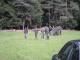 Paintball - 