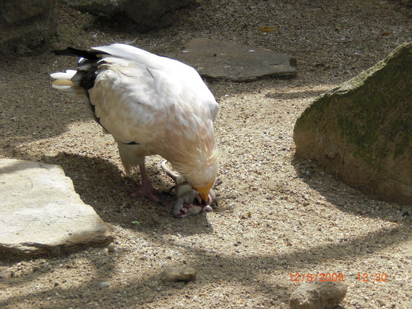 Schönbrunn  - 