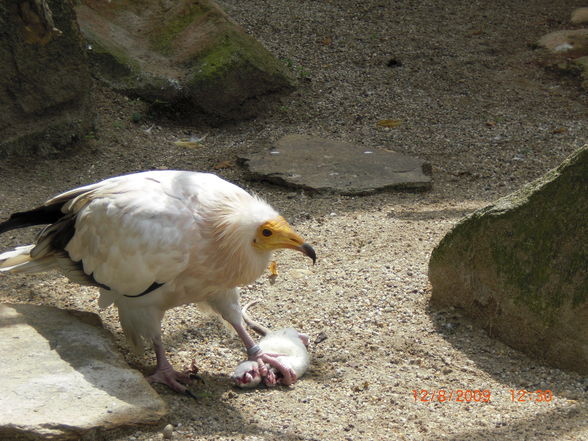 Schönbrunn  - 