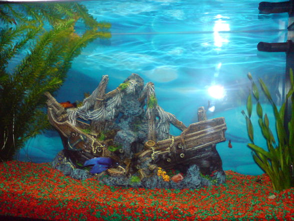 Aquarium - 